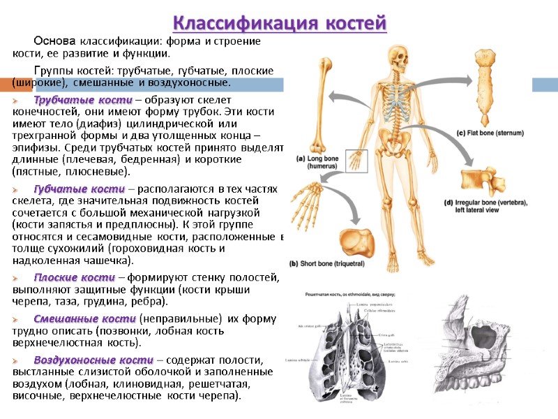 Классификация костей Основа классификации: форма и строение кости, ее развитие и функции. Группы костей: